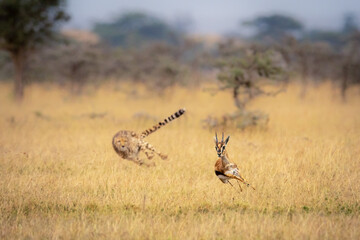 Cheetah chasing Thomson gazelle among whistling thorns