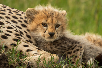 Cheetah cub lies snuggling up with mother