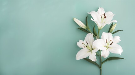 White lily flowers on pale green background. Floral wedding card, celebration, invitation, farewell or grieving greeting card, condolence or loss support, AI generated - obrazy, fototapety, plakaty