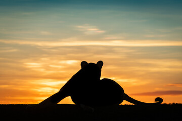 Lioness lying silhouetted at dawn stretching leg