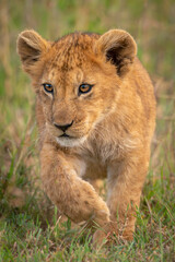 Lion cub crosses long grass lifting paw