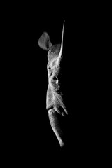 Mono black rhino side-lit staring towards camera
