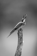 Mono European bee-eater on stump tosses fly