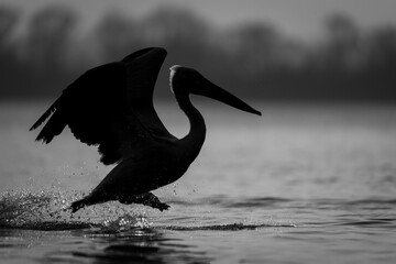 Mono pelican hops across lake at dawn