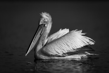 Mono pelican swims across lake in profile