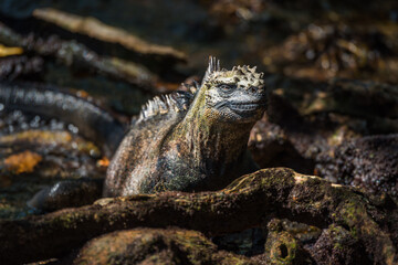 Marine iguana among roots staring at camera