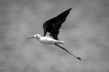 Mono black-winged stilt in sunshine raising wings