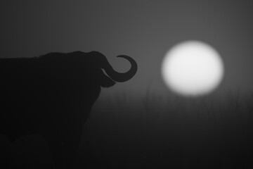 Mono close-up of buffalo silhouette at sunrise
