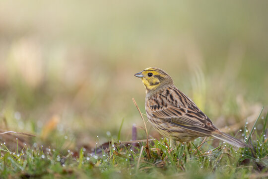 bird yellowhammer Emberiza citrinella on spring meadow amazing warm light sunset sundown	
