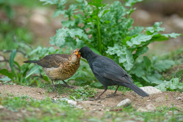 Blackbird male feeding a baby