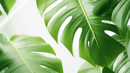 monstera leaves close up on white background