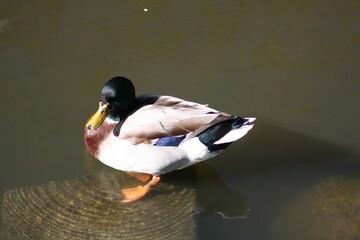 duck on the water