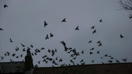 120fps. Slow motion. Flock of pigeons fly and land on a roof. London UK.