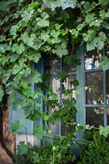 The vine almost hides the window - 777237825