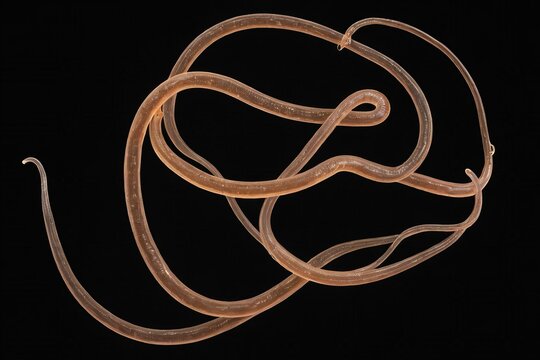 Ascaris parasite on a black background