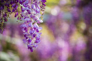 Dreamy wisteria flowers bloom along the fence