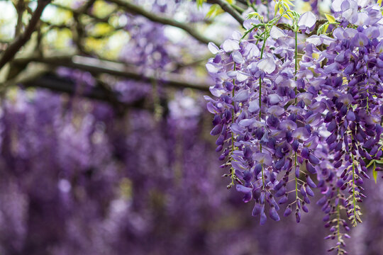 Dreamy wisteria flowers bloom along the fence