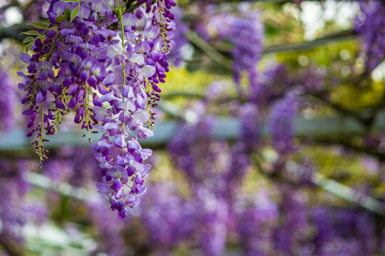 Dreamy wisteria flowers bloom along the fence