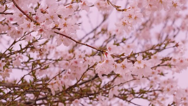 Cherry blossom branches swaying in the wind. 風に揺れる桜の枝	
