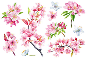 Watercolor sakura pink flowers, leaves, branch on white background, watercolor botanical illustration blooming Set
