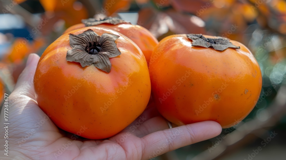 Poster hand holding ripe persimmon on blurred background with copy space for text persimmon selection