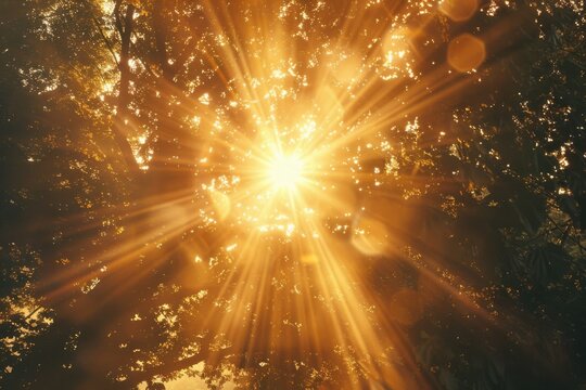 Fototapeta zoom lens and golden light burst among trees