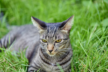 Naklejka na ściany i meble portrait of a tabby cat resting on grass