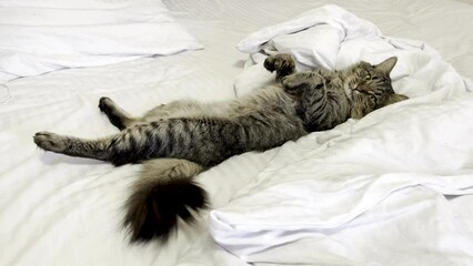 Gray tabby cat lies on white bed linen. Pet Owners Day. International Hug Your Cat Day. World Cat Day. World Pets Day. national tabby cat day