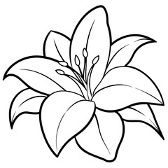 Fototapeta premium white flower - vector illustration