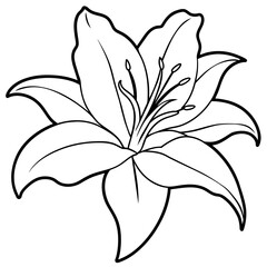 Fototapeta premium white lily flower - vector illustration