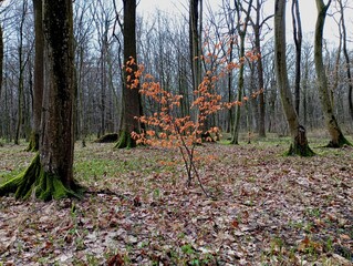 A young tree with dry leaves in the middle of a spring forest among giant trees. Spring landscape...