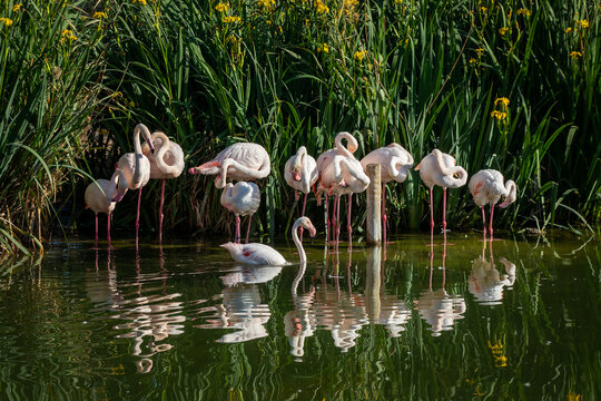 Tranquil Flamingos: Graceful Birds with Reflective Pond Background