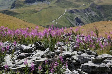 Randonée au mont Thabor, alpes, fleurs