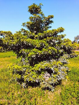 Sapodilla fruit tree evergreen manilkara zapota-tree manilkaratree chico plant image photo 