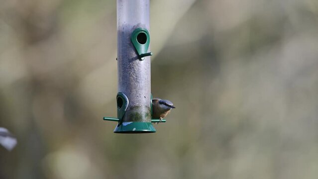 Eurasian Nuthatch, Sitta europaea, Chaffinch, Fringilla coelebs and Tits on a feeder in the forest