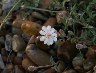 Wild flower Bladder Campion in Sunlight