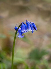 Wild flowers native Bluebells Hyacinthoides non-scripta in English Woodland