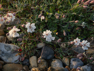 Wild flower Bladder Campion by the Seashore