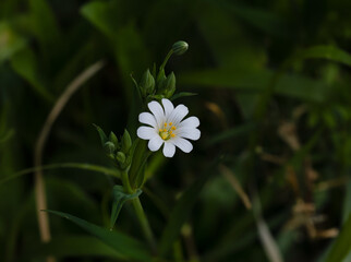 Wild flower Greater Stitchwort in English Countryside