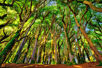 Fototapeta premium green forest in the morning
