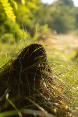 Big anthill mound in wild grass