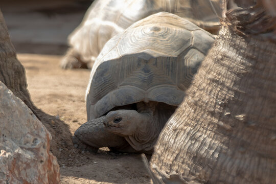 Majestic Tortoise: Emblem of Patience and Resilience at a sanctuary