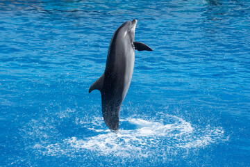 Obraz premium Atlantic Bottlenose Dolphin Jumping in Water - Playful Marine Wildlife Splash