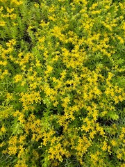 small trees and leaves on a spring day when small yellow flowers began to bloom