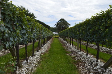 Fototapeta premium Parreiras em Bento Gonçalves no Vale dos vinhedos