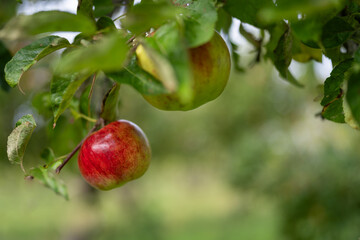 Backround with fresh organic red apples growing on branches with green leaves in fruiting garden. Close up of a unfocused background of red apple trees on a farm. Soft focus.
