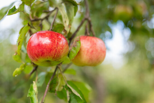 Backround with fresh organic red apples growing on branches with green leaves in fruiting garden. Close up of a unfocused background of red apple trees on a farm. Soft focus.
