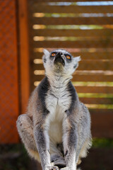ring-tailed lemur