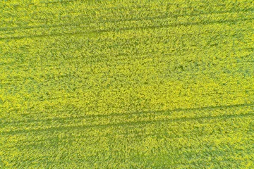 Foto op Canvas canola field flowering in spring seen from a drone in overhead view © Vic