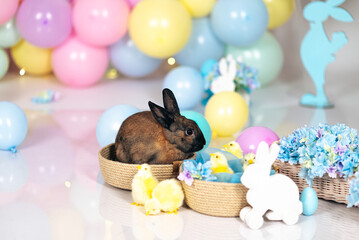 Brown Easter bunny in a basket with Easter eggs and hydrangea flowers on a background of colorful...